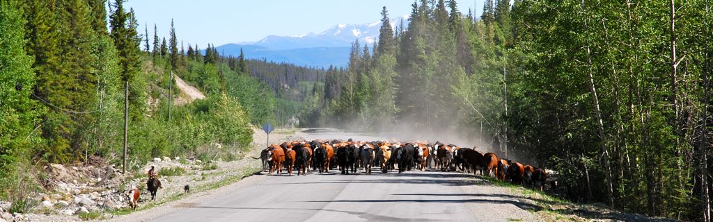 Cattle drive on the Chilcotin Highway, British Columbia. Photo Deborah Jones © 2012