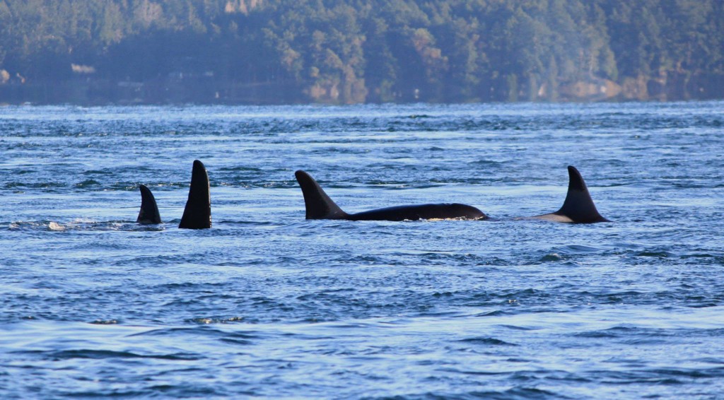 The last photo of J32, right, taken on Nov. 29 just before her death.  © Melisa Pinnow, Orca Network