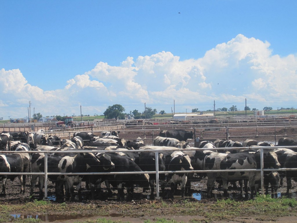 Cattle Feedlot near Rocky Ford, Colorado. Photo by Billy Hathorn, Creative Commons