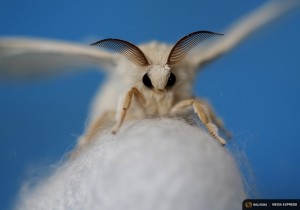 A silkmoth that has hatched out of its cocoon is seen at the Campoverde cooperative, Castelfranco Veneto, Italy June 4, 2015. Despite having wings, the adult moth cannot fly. Clusters of silkworms munch on piles of locally-grown mulberry leaves in a white marquee in Italy's northern Veneto region. They are nourishing hopes of a revival of Italy's 1,000 year-old silk industry. Picture taken June 4, 2015. REUTERS/Alessandro Bianchi  TPX IMAGES OF THE DAY