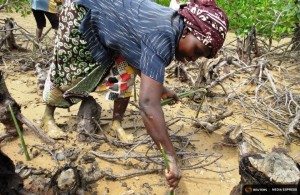 Kibibi Mramba replants mangroves along a creek in the Kenyan coastal town of Kilifi. TRF/Sophie Mbugua