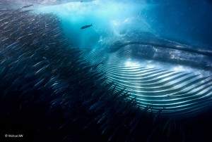 © Michael AW, courtesy of Wildlife Photographer of the Year, Natural History Museum, London. 