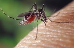 Love in the time of Zika