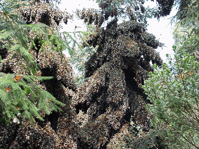 Monarch butterflies cover a tree Photo by Bfpage/WikipediaCC BY 3.0