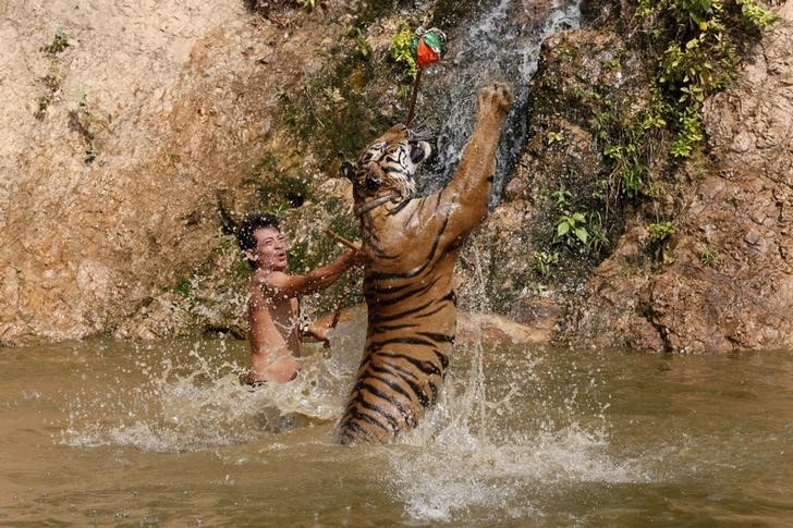 Controversy surrounds Thailand's Tiger Temple. Above, a tiger jumps while being trained at the Tiger Temple in Kanchanaburi province, west of Bangkok, Thailand, February 25, 2016. REUTERS/Chaiwat Subprasom SEARCH "THE WIDER IMAGE" FOR ALL STORIES TPX IMAGES OF THE DAY