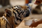 A trainer feeds a tiger at the Tiger Temple in Kanchanaburi province, west of Bangkok, Thailand, February 25, 2016. REUTERS/Chaiwat Subprasom SEARCH "THE WIDER IMAGE" FOR ALL STORIES