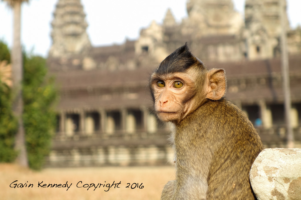 The Year of the Monkey begins today, on the Chinese New Year. Photo by Gavin Kennedy, © 2016