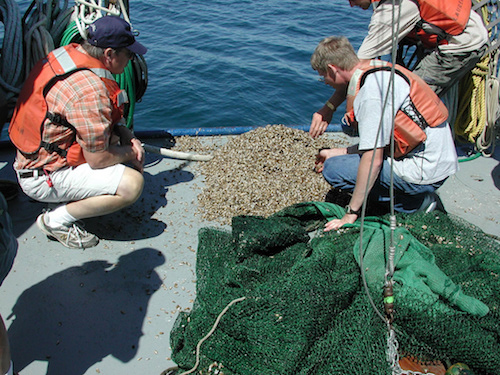 Quagga mussels in fish trawl. Lake Michigan, August 2006. Photo NOAA