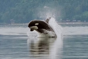 Orcas: the whales with a dam problem. Photo: Minette Layne