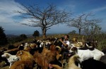 Alvaro Saumet plays with stray dogs at Territorio de Zaguates or 'Land of the Strays' dog sanctuary in Carrizal de Alajuela, Costa Rica, April 22, 2016. In a lush, sprawling corner of Costa Rica, hundreds of dogs roam freely on a hillside - among the luckiest strays on earth. Fed, groomed and cared for by vets, more than 750 dogs rescued from the streets of Costa Rica inhabit Territorio de Zaguates or 'Land of the Strays', a pooch paradise. The 152-hectare sanctuary in the centre of the Central American country is funded by donations. Around 8,000 dogs have passed through the refuge. There are more than a million stray dogs in Costa Rica, where the government outlawed putting animals down in 2003. REUTERS/Juan Carlos Ulate 