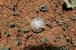 A cluster bomb is pictured on the ground of a field in al-Tmanah town in southern Idlib countryside, Syria May 21, 2016. REUTERS/Khalil Ashawi - RTSFBBF