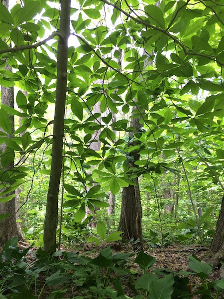 A Bellemare Magnolia tripetala, in Concord, MA