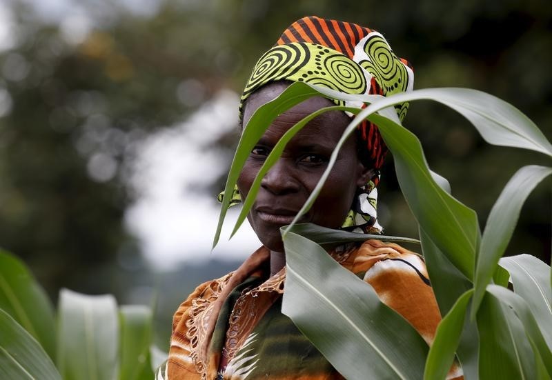 More Food No Answer to Africa's Hunger. Above, a Malawian subsistence farmer surveys her maize fields in Dowa near the capital Lilongwe, February 3, 2016. REUTERS/Mike Hutchings