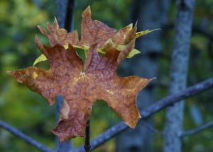 leaf