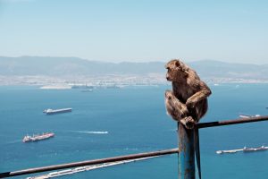 Gibraltar -- The Rock -- has been British territory since it was ceded by Spain in 1713, but it is now emerging as an issue as Britain starts the negotiations with Brussels to leave the European Union.An ape on Gibraltar. Photo by Simone A. Bertinotti via Flickr, Creative Commons